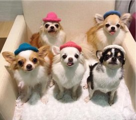 MOAC钱包app官网下载